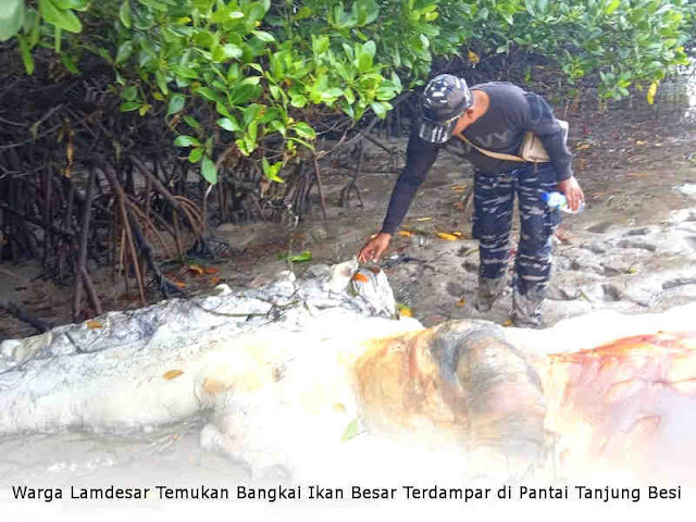 Warga Lamdesar Temukan Bangkai Ikan Besar Terdampar di Pantai Tanjung Besi