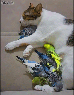 Cinemagraph • Tired Mama cat and her budgies napping together in purrfect harmony [ok-cats.com]