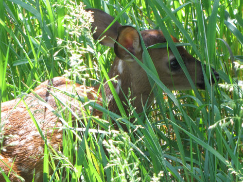 newborn fawn