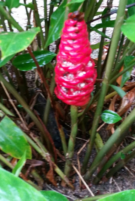 Warisan Petani: Pokok Lempuyang.