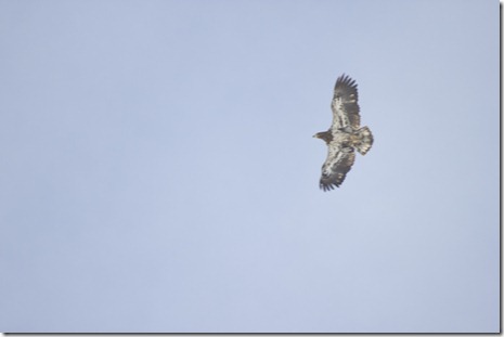 20110310_birding_4313