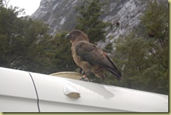 Kea on Van