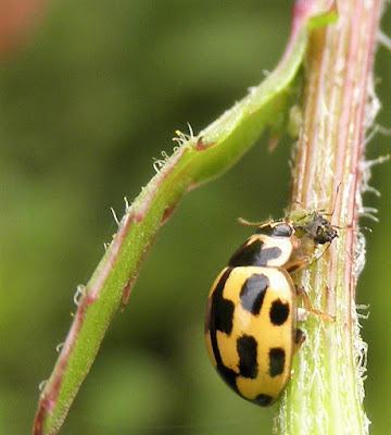 mariquita amarilla, comiendo un pulgón