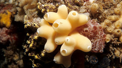 Filum Porifera Pengertian Ciri Ciri Klasifikasi  Share The Knownledge