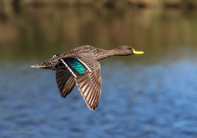 Vernon Chalmers Photography Copyright : Canon EOS 7D Mark II / EF 400mm f/5.6L USM Lens