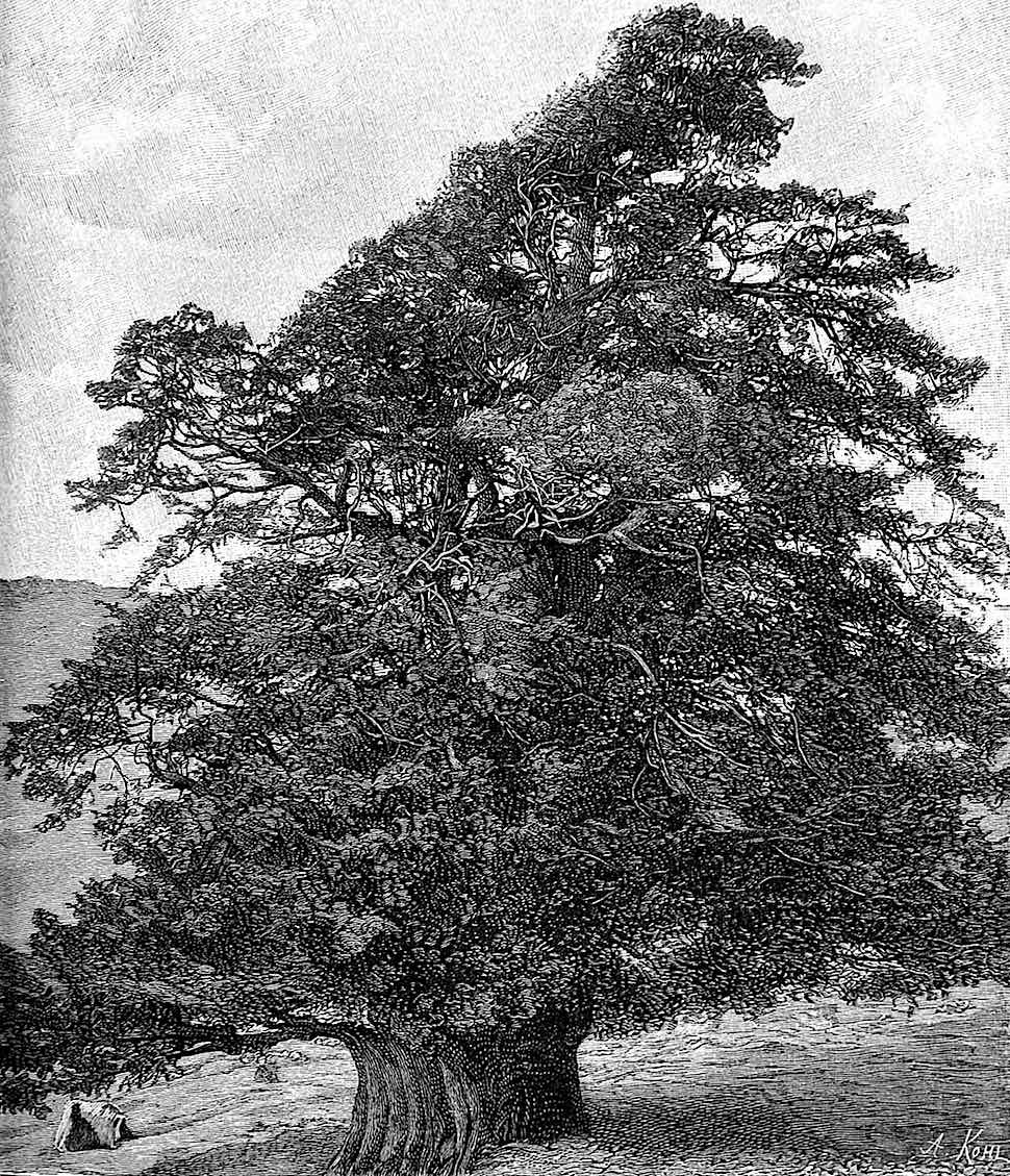 an old wild tree 1890