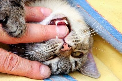 Awas! Gigitan Kucing Ternyata Jauh Lebih Berbahaya Dibanding 