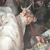 गाजीपुर पुलिस ने बिहार ले जा रहे ट्रक से 18 गोवंश किया बरामद, 4 की मौत; चालक और तस्कर फरार