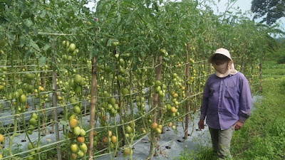 Panen Tomat Di Tengah Pandemi Covid-19 Tambah Penghasilan Warga di Toba