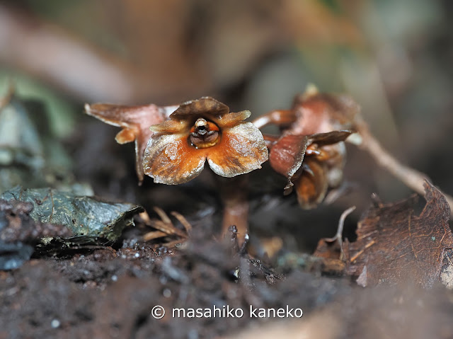 クロヤツシロラン