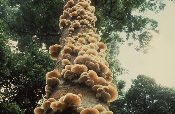 The Giant Mushrooms