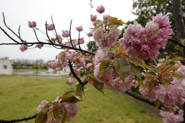 鳥取県境港市竹内団地 夢みなと公園 ヤエザクラ（八重桜）