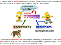 Ejemplos De Estimulos Y Respuestas Del Sistema Nervioso