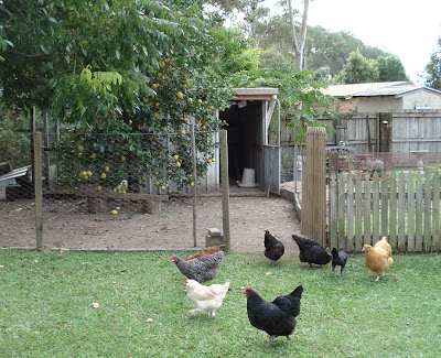 Keeping chickens and animals with your garden