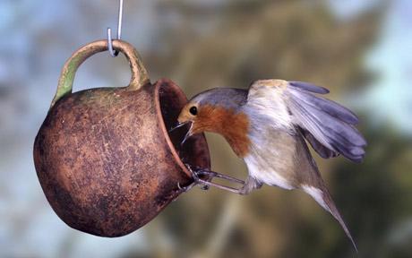 Garden Bird Feeders