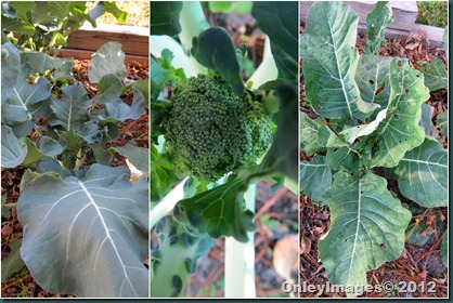 broccoli-cauliflower
