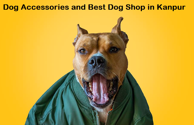 dog shop in kanpur, kanpur dog shops, dog shop near me kanpur, best dog shop in kanpur, dog price in kanpur
