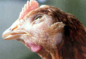 Chicken With Swollen Head and Eyes Treatment
