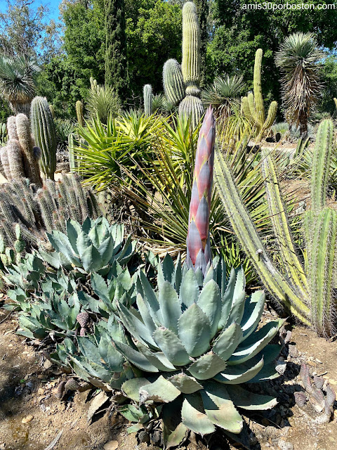 Jardín de Cactus de Arizona en la Universidad de Stanford