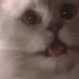 Add Gif To Facebook
