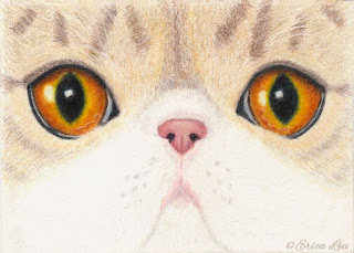 Persian Cat Eyes Drawing Prismacolor Colored Pencils