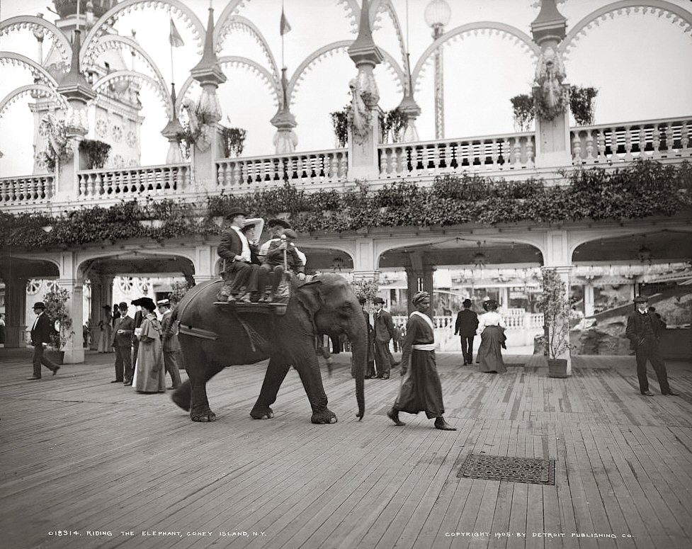 Boardwalk Elephant Rides