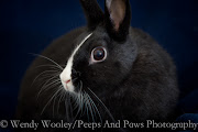 Cute cuddly bunnies! The Lexington Humane Society has a few that are looking .