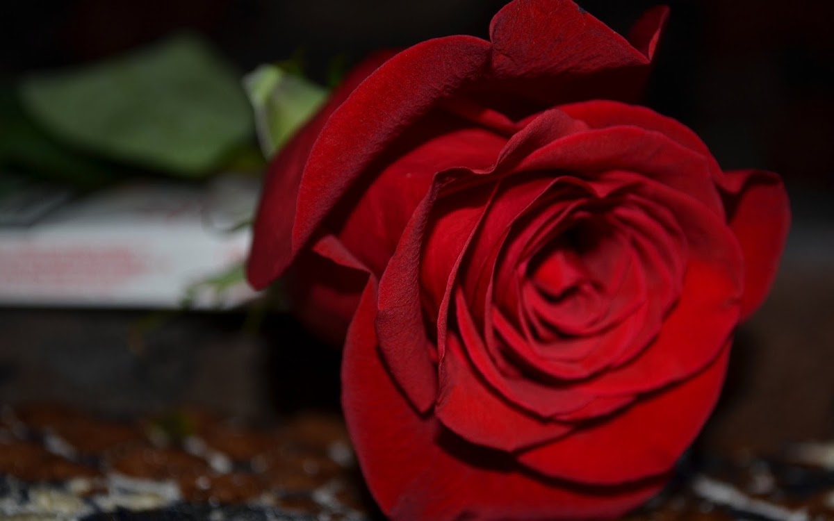 Red Rose Widescreen HD Wallpaper 3