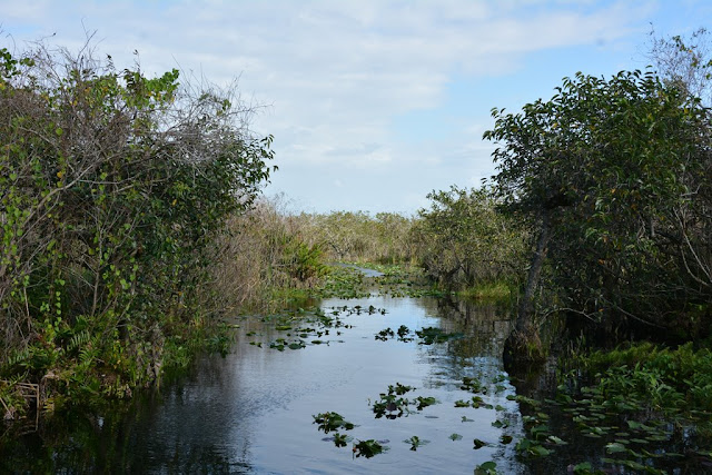 Everglades Rivers