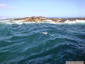 passeio para ver focas em Hout Bay