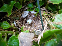 Unusual Bird Nests