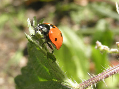 mariquita encima de una hoja de ortiga.