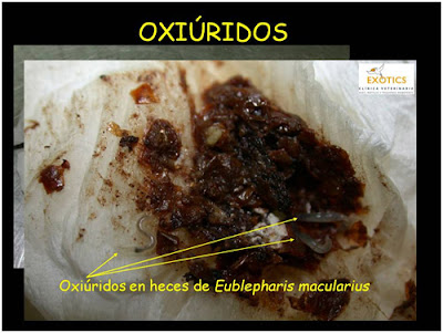 Oxiúridos