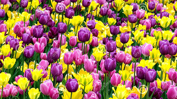 Purple And Yellow Tulips