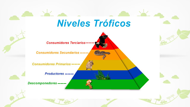 NIVELES TROFICOS