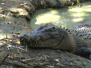 Crocodile Queensland Australia the Billabong sanctuary
