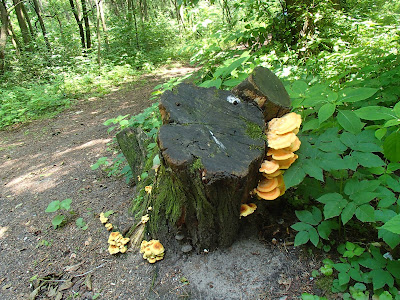 żółciak siarkowy Laetiporus sulphureus