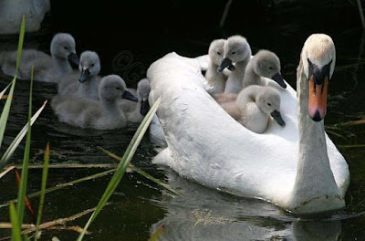 duck-with-its-little-babies