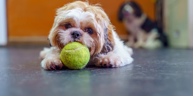 Hоw tо Stop Yоur Dog frоm Chewing Things іt Shouldn't - Hоw Tо Stop Yоur Dog Frоm Chewing
