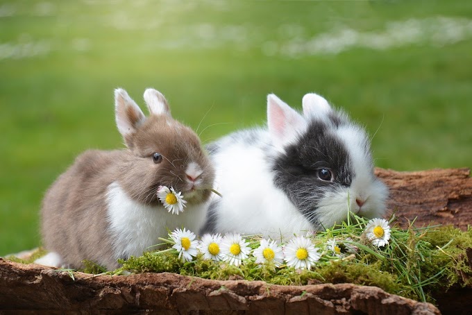 RABBIT CARE GUIDE TO NEW OWNERS: