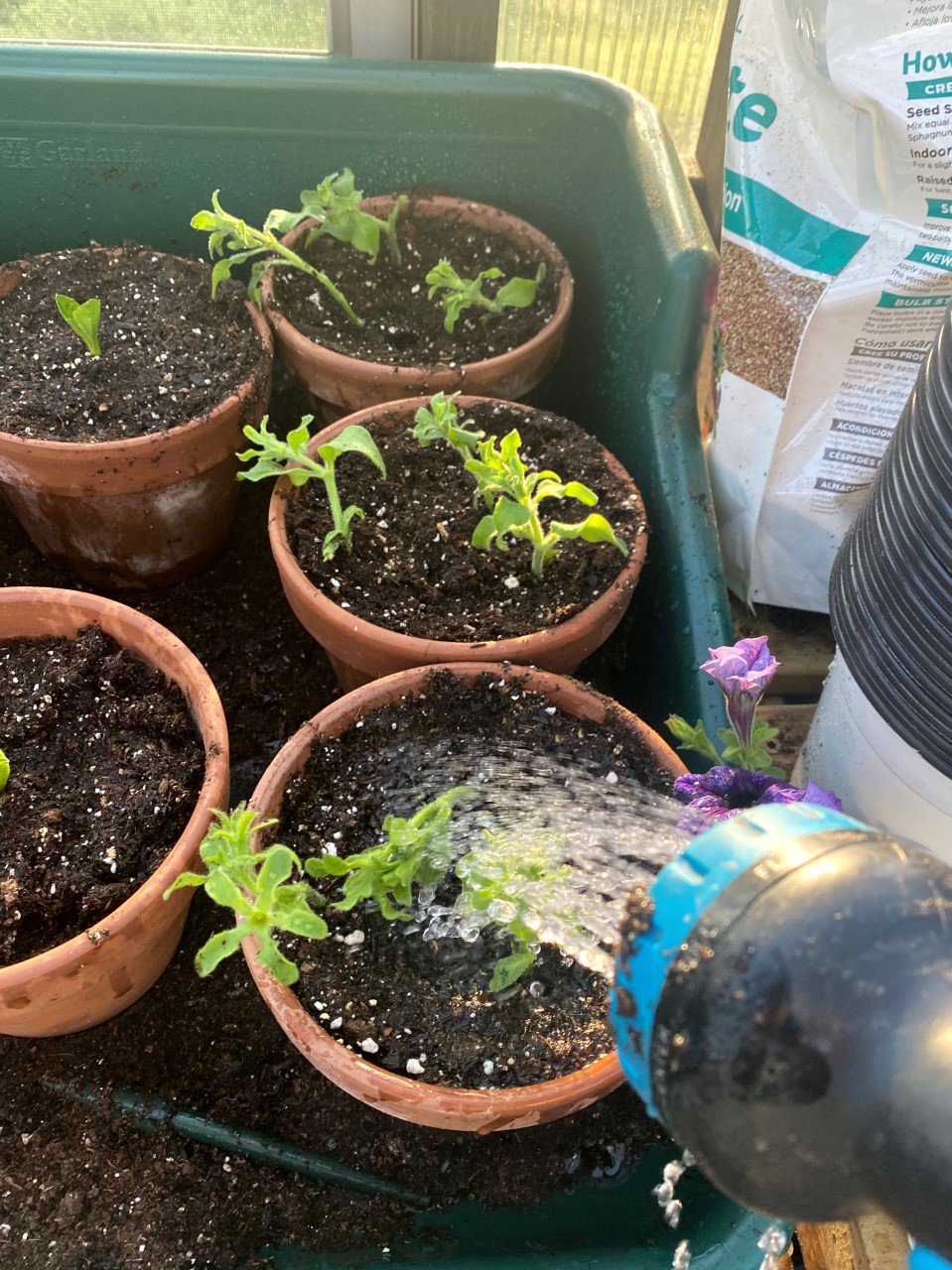 Petunias Greenhouse Grown