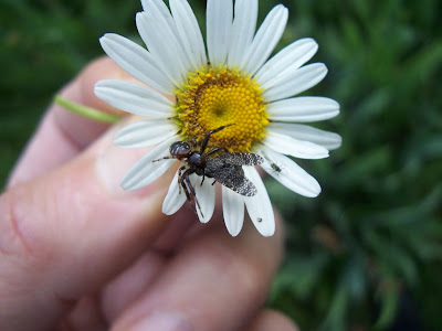 Araignée capturant une mouche sur une marguerite