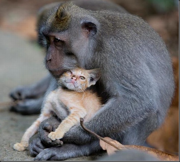 Macaco adota um gatinho (1)