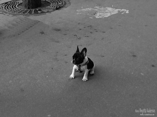 bw_20110429_harley