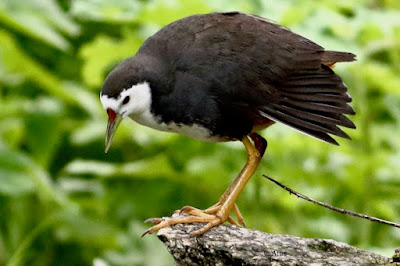 "White-breasted Waterhen, courtship display."