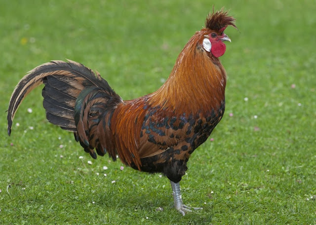 Ayam Termahal Di Dunia - Golden Spitzhauben