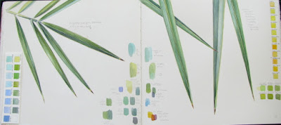 Sketchbook study of date palm leaf with colour notes by Shevaun Doherty