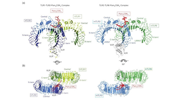 Overall structure of the human TLR1–TLR2–Pam3CSK4 complex and the mouse TLR2–TLR6–Pam2CSK4 complex.