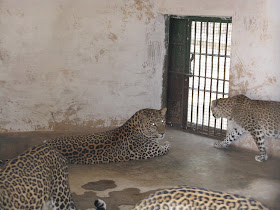 Cheetahs in Jogimatti zoo