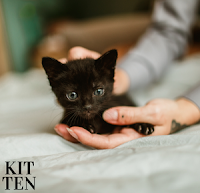 Pets Alive: The Smitten Kitten Experience That Will Melt Your Heart